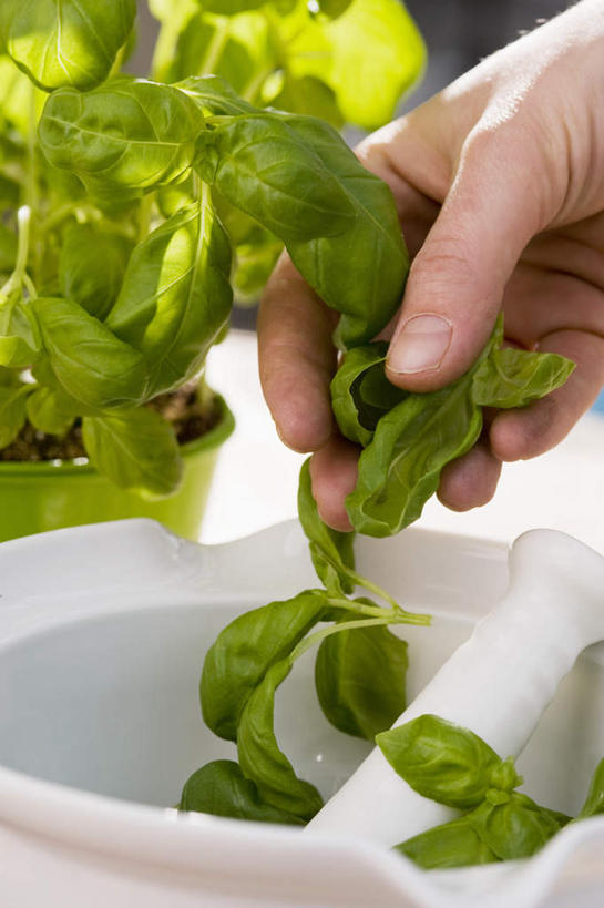 西方人,手,一个人,竖图,俯视,室内,特写,白天,植物,欧洲,欧洲人,仅一个男性,仅一个人,握,朦胧,模糊,香料,草药,拿,拿着,中药,仅一个年轻男性,香草,手部,器皿,握着,单手,罗勒,研磨,臼杵,紫苏,药材,中草药,九层塔,圣约瑟夫草,甜罗勒,研杵,兰香,中药材,本草,研钵,赤苏,红苏,黑苏,臼,男人,男性,年轻男性,白种人,半身,彩图,高角度拍摄