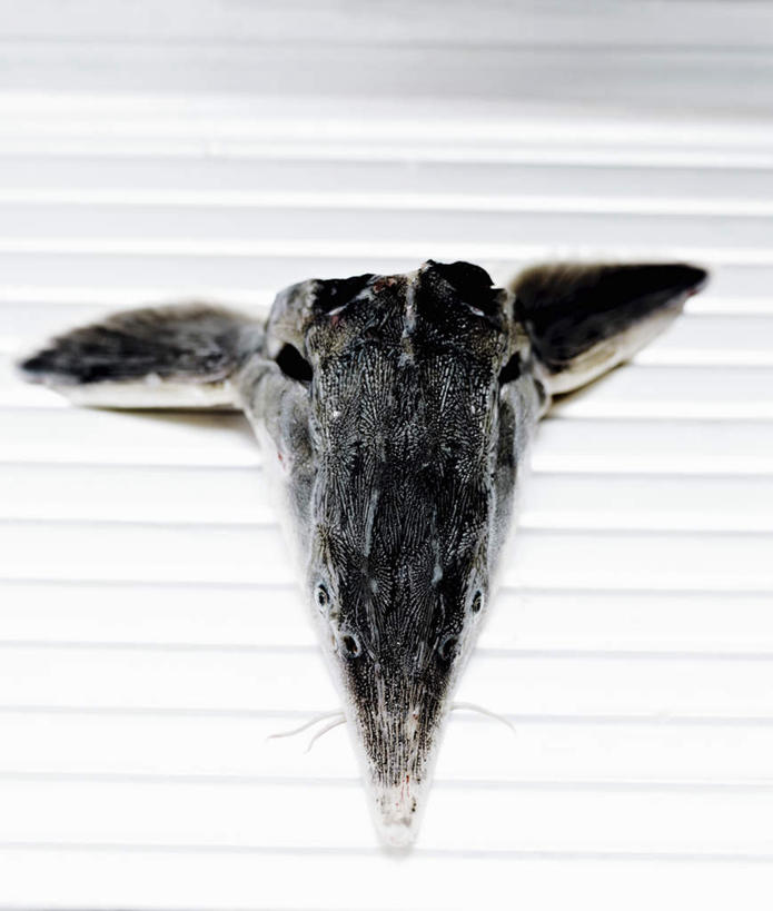 海鲜,头,无人,竖图,俯视,室内,特写,白天,鲟鱼,阴影,反射,鱼,影子,水产,鱼类,海洋生物,摄影,影棚,水生动物,海产品,水生物,海底动物,淫鱼,头部,彩图,高角度拍摄,影棚拍摄,拍摄