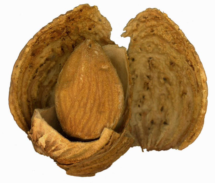 无人,横图,俯视,室内,特写,白天,白色背景,杏仁,壳,一个,摄影,影棚,单个,杏子,杏梅仁,杏核仁,木落子,苦杏仁,彩图,高角度拍摄,影棚拍摄,拍摄