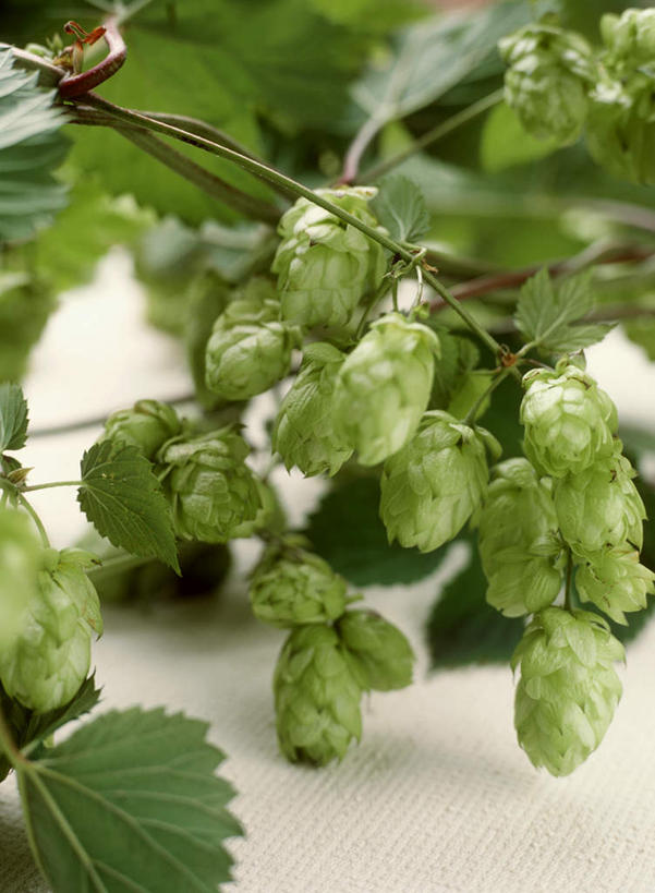 无人,竖图,俯视,室内,特写,白天,农作物,植物,静物,叶子,阴影,光线,纹理,影子,啤酒花,绿叶,枝条,树,树木,树枝,绿色,嫩叶,酒花,肌理,忽布,蛇麻花,酵母花,虬枝,枝杈,叶,叶片,叶脉,彩图,高角度拍摄