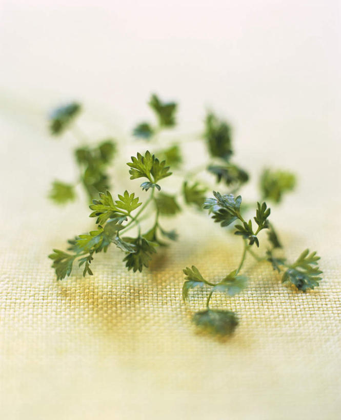 无人,竖图,俯视,室内,特写,白天,植物,桌面,桌子,叶子,阴影,光线,木制,影子,绿叶,草药,药草,中药,木制品,嫩叶,药材,中草药,轮峰菊,中药材,本草,山萝卜,松虫草,紫盆花,叶,叶片,彩图,高角度拍摄