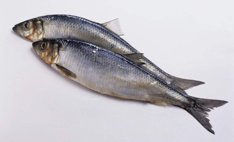 海鲜,无人,竖图,俯视,室内,特写,白天,白色背景,阴影,光线,影子,水产,海洋生物,两个,摄影,影棚,鲱鱼,水生动物,海产品,水生物,海底动物,太平洋鲱鱼,彩图,高角度拍摄,影棚拍摄,拍摄