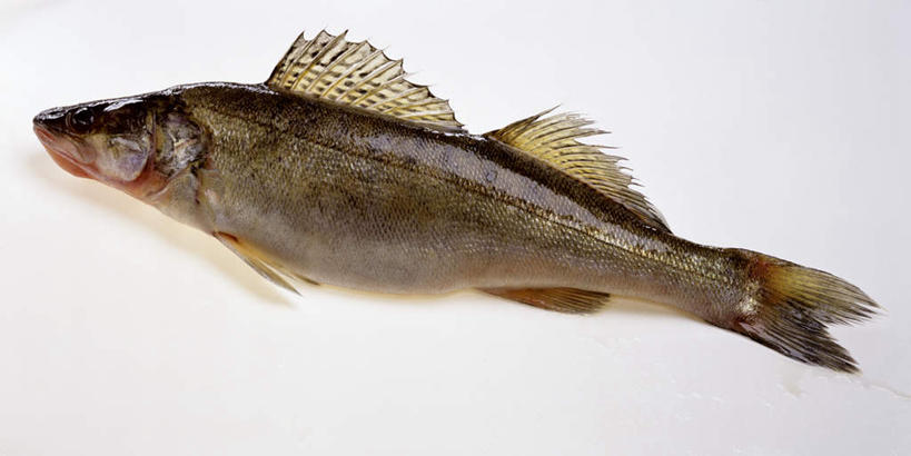 无人,竖图,俯视,室内,特写,白天,白色背景,阴影,光线,鱼,影子,水产,鱼类,一个,摄影,影棚,单个,鲈鱼,水生动物,水生物,梭鲈,小狗鱼,彩图,高角度拍摄,影棚拍摄,拍摄