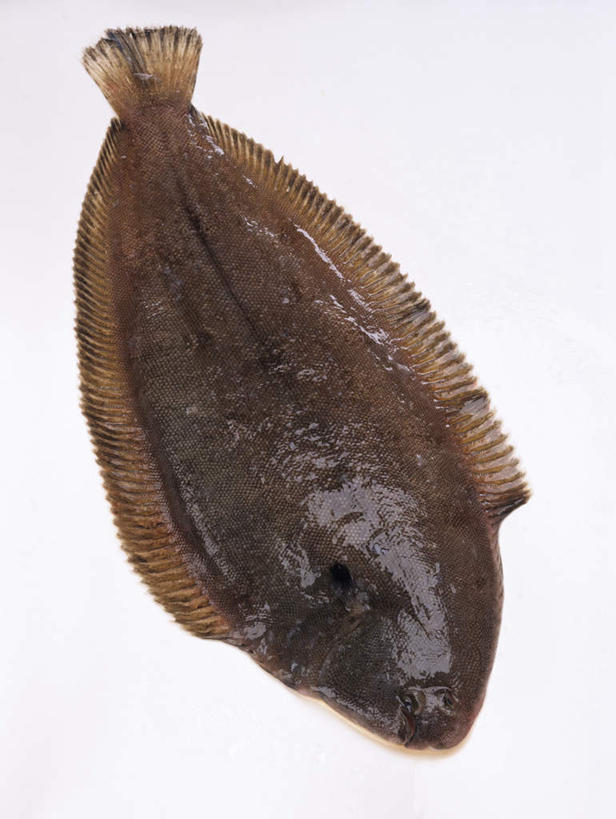 海鲜,无人,横图,俯视,室内,特写,白天,白色背景,比目鱼,阴影,光线,鱼,影子,水产,海洋生物,一个,摄影,影棚,单个,水生动物,海产品,水生物,海底动物,鲽鱼,彩图,高角度拍摄,影棚拍摄,拍摄