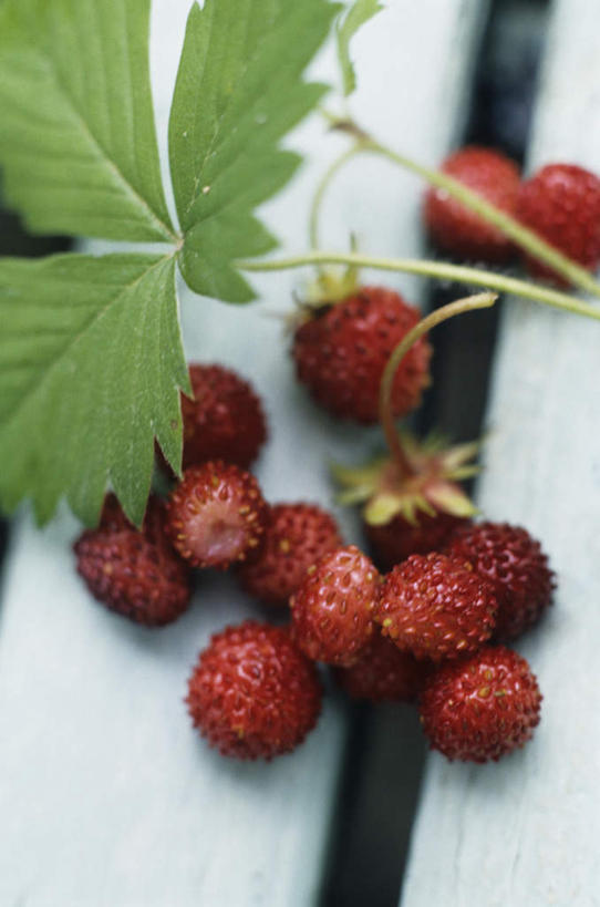 无人,竖图,俯视,室内,特写,白天,餐桌,桌子,浆果,水果,叶子,许多,阴影,朦胧,模糊,新鲜,光线,影子,生食,食品,果实,绿叶,食物,红色,嫩叶,有机食品,绿色食品,餐台,野草莓,叶,叶片,洋莓,彩图,高角度拍摄