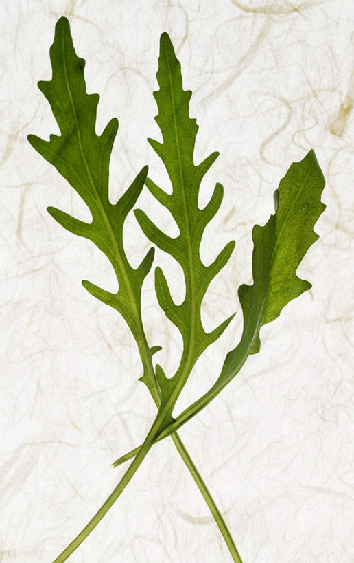 无人,竖图,俯视,室内,特写,白天,白色背景,桌面,桌子,蔬菜,阴影,新鲜,反射,木制,影子,食品,三片,食物,绿色,木制品,摄影,有机食品,绿色食品,影棚,青春,生命,和平,安详,芝麻菜,德国芥菜,火箭生莱,芸芥,芝麻叶,紫花南芥,冷色,彩图,高角度拍摄,影棚拍摄,拍摄