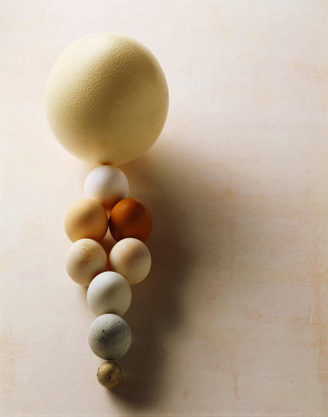 无人,竖图,俯视,室内,特写,白天,白色背景,桌面,桌子,许多,阴影,反射,木制,影子,蛋,鹌鹑蛋,很多,鸭蛋,排列,木制品,摄影,影棚,鸵鸟蛋,卵,鸭卵,鹌鹑卵,鹑鸟蛋,摆列,彩图,高角度拍摄,影棚拍摄,拍摄,布列,分列