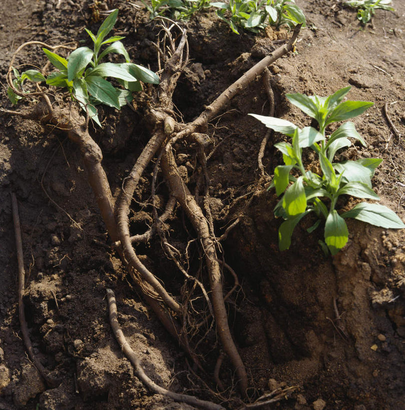 无人,竖图,俯视,室外,特写,白天,植物,叶子,泥土,土壤,绿叶,根,草药,药草,中药,嫩叶,甘草,药材,中草药,中药材,本草,生甘草,叶,叶片,彩图,高角度拍摄