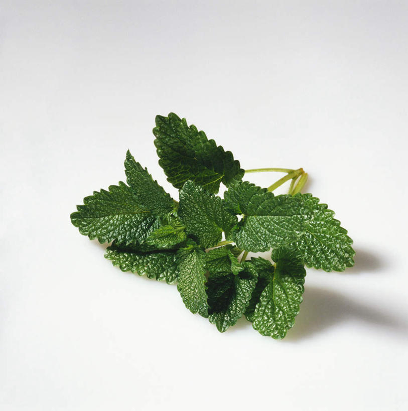 无人,竖图,俯视,室内,特写,白天,白色背景,植物,阴影,朦胧,模糊,光线,影子,草药,药草,中药,摄影,影棚,药材,中草药,蜜蜂花,中药材,本草,鼻血草,彩图,高角度拍摄,影棚拍摄,拍摄