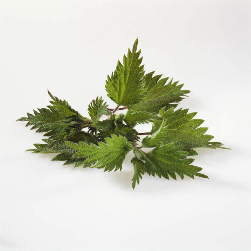 无人,竖图,俯视,室内,特写,白天,白色背景,植物,阴影,朦胧,模糊,新鲜,光线,影子,草药,药草,中药,绿色,摄影,影棚,青春,生命,药材,中草药,和平,安详,中药材,本草,刺荨麻,冷色,彩图,高角度拍摄,影棚拍摄,拍摄