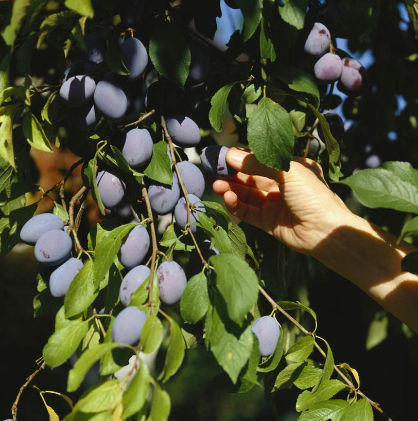 西方人,手,一个人,竖图,室外,特写,白天,仰视,李子,水果,叶子,欧洲,欧洲人,仅一个男性,仅一个人,仅一个中年男性,许多,吊挂,悬挂,阴影,朦胧,模糊,新鲜,光线,影子,生食,食品,果实,绿叶,挂,食物,蓝色,蓝天,天空,阳光,天,摘,手部,嫩叶,有机食品,绿色食品,晴朗,单手,万里无云,红李,鸡血李,杏李,男人,男性,中年男性,白种人,叶,叶片,晴空,晴空万里,半身,彩图,低角度拍摄