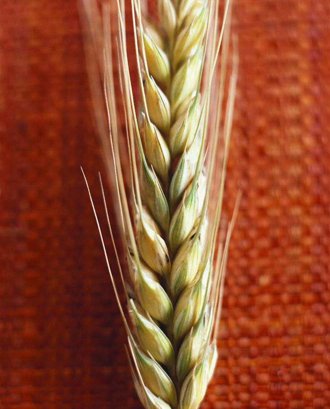 无人,竖图,俯视,室内,特写,白天,农作物,小麦,餐桌,桌子,蔬菜,阴影,朦胧,模糊,新鲜,光线,影子,谷物,食品,麦穗,食物,红色,麦子,有机食品,绿色食品,餐台,彩图,高角度拍摄