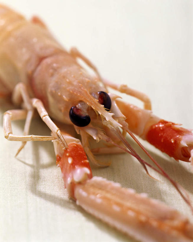 无人,竖图,俯视,室内,特写,白天,餐桌,桌子,阴影,朦胧,模糊,光线,影子,虾,大虾,一个,对虾,单个,餐台,死亡,斑节虾,殒命,灭亡,东方对虾,中国对虾,彩图,高角度拍摄