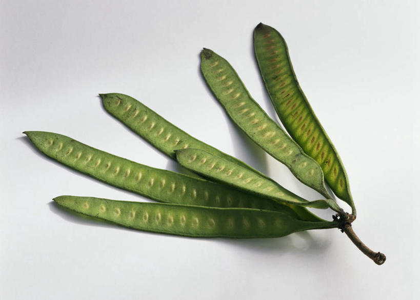 无人,横图,俯视,室内,特写,白天,白色背景,蔬菜,水果,阴影,新鲜,光线,影子,调味,香料,佐料,食品,果实,草药,食物,绿色,摄影,有机食品,绿色食品,影棚,配料,草本,罗望子,作料,酸豆,酸角,彩图,高角度拍摄,影棚拍摄,拍摄