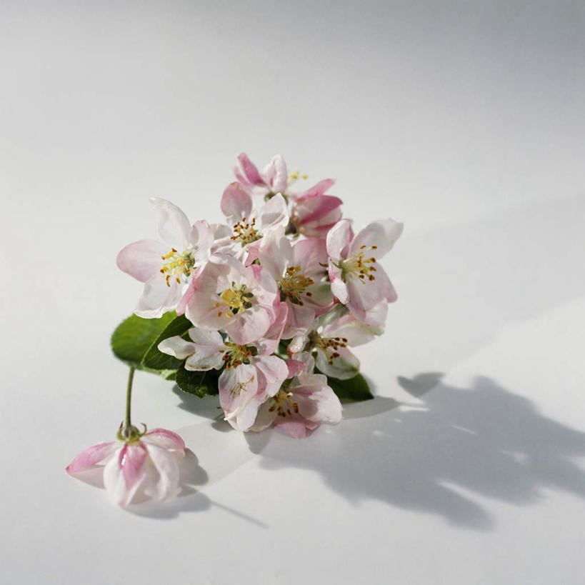 无人,方图,俯视,室内,特写,白天,白色背景,植物,阴影,美白,盛开,光线,影子,花蕾,花,花瓣,花朵,鲜花,绿色,自然,花苞,花蕊,清热,摄影,影棚,生长,成长,清香,苹果花,陷阱,解毒,明目,彩图,高角度拍摄,影棚拍摄,拍摄