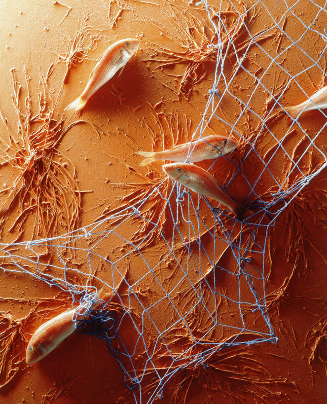 海鲜,无人,躺,竖图,俯视,室内,特写,白天,桌面,桌子,阴影,光线,木制,鱼,影子,水产,鱼类,海洋生物,木制品,渔网,五条,渔具,抓捕,水生动物,海产品,捕捞,鱼网,水生物,海底动物,绯鲵鲣,拉网,捕捞工具,卧着,躺着,卧,彩图,高角度拍摄,全身