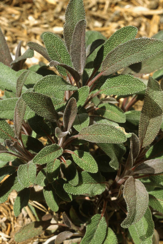 无人,家庭,竖图,俯视,室外,特写,白天,智慧,草地,草坪,美景,植物,叶子,阴影,朦胧,模糊,光线,影子,景观,调味,香料,佐料,绿叶,草,绿色,自然,嫩叶,景色,鼠尾草,配料,自然风光,作料,理性,墨西哥鼠尾草,紫绒鼠尾草,叶,叶片,彩图,高角度拍摄