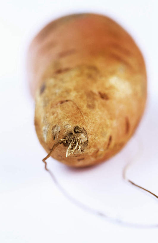 无人,竖图,俯视,室内,特写,白天,白色背景,桌面,桌子,蔬菜,阴影,朦胧,模糊,新鲜,光线,木制,影子,山药,食品,食物,一个,木制品,摄影,有机食品,绿色食品,影棚,单个,薯蓣,怀山药,淮山药,玉延,山薯,彩图,高角度拍摄,影棚拍摄,拍摄