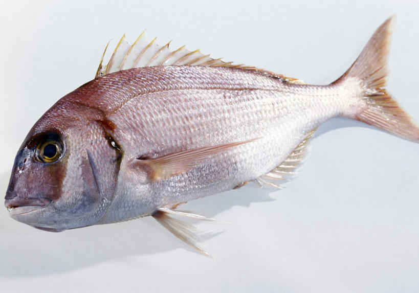 海鲜,无人,横图,俯视,室内,特写,白天,白色背景,餐桌,桌子,一条,阴影,光线,影子,水产,海洋生物,摄影,影棚,餐台,海鲷,死亡,水生动物,海产品,水生物,海底动物,殒命,灭亡,彩图,高角度拍摄,全身,影棚拍摄,拍摄