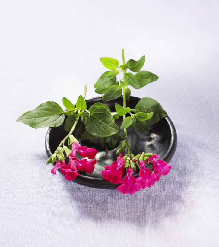 无人,竖图,俯视,室内,特写,白天,白色背景,餐具,叶子,阴影,盛开,光线,碟子,盘,影子,薄荷,绿叶,银丹草,花蕾,花,花瓣,花朵,鲜花,红色,绿色,盘子,碟,花苞,花蕊,嫩叶,摄影,影棚,两株,斑叶凤梨薄荷,夜息香,胡椒薄荷,叶,叶片,彩图,高角度拍摄,影棚拍摄,拍摄