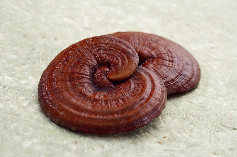 无人,横图,俯视,室内,特写,白天,植物,桌面,桌子,灵芝,阴影,光线,木制,影子,菌菇,草药,药草,中药,一个,木制品,单个,药材,中草药,中药材,本草,芝草,仙草,神芝,瑞草,灵芝草,彩图,高角度拍摄