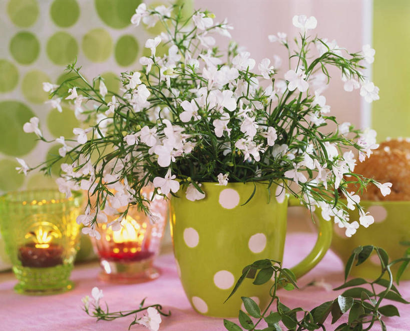 无人,横图,俯视,室内,特写,白天,植物,桌面,桌子,杯子,蜡烛,阴影,装饰,盛开,光线,木制,火焰,影子,烛光,陶瓷,草药,药草,陶瓷制品,燃烧,花蕾,中药,花,花瓣,花朵,鲜花,马克杯,木制品,水杯,花苞,花蕊,点燃,清热,华丽,修饰,点缀,半边莲,药材,中草药,中药材,本草,半边花,衬托,美观,雅致,雅观,止血,解毒,利尿,消炎,生肌,消肿,瓜仁草,利水,彩图,高角度拍摄