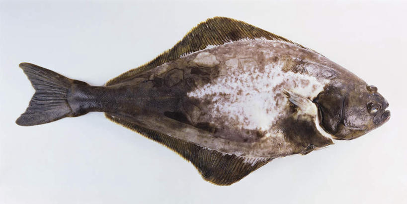 海鲜,无人,横图,俯视,室内,特写,白天,白色背景,桌面,桌子,比目鱼,一条,阴影,新鲜,光线,木制,鱼,影子,水产,鱼类,海洋生物,木制品,摄影,影棚,水生动物,海产品,水生物,海底动物,鲽鱼,彩图,高角度拍摄,全身,影棚拍摄,拍摄