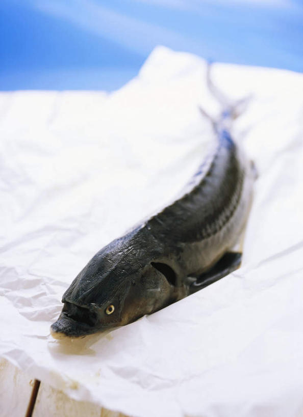 海鲜,无人,竖图,俯视,室内,特写,白天,餐桌,桌子,鲟鱼,一条,阴影,朦胧,模糊,光线,鱼,布料,影子,布纹,水产,鱼类,海洋生物,桌布,餐巾,台布,餐台,水生动物,海产品,水生物,海底动物,彩图,高角度拍摄,全身