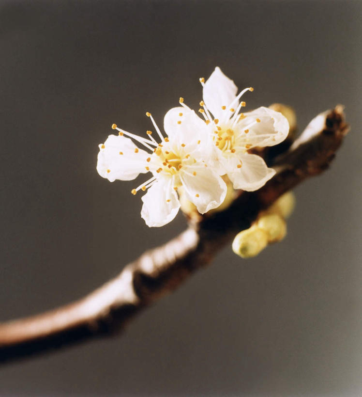 无人,竖图,室内,特写,白天,正面,植物,阴影,美白,盛开,光线,影子,枝条,花蕾,花,花瓣,花朵,鲜花,树,树木,树枝,粉色,花苞,花蕊,清热,清香,苹果花,陷阱,苹果树,解毒,明目,虬枝,枝杈,彩图