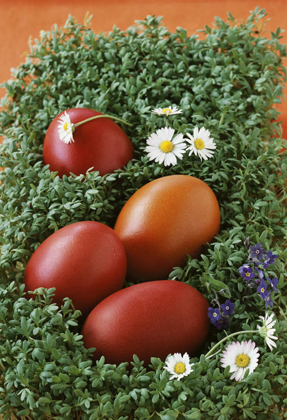 无人,竖图,俯视,室内,特写,白天,草地,草坪,植物,餐桌,桌子,复活节,阴影,节日,庆祝,盛开,光线,影子,蛋,花蕾,文化,草,花,花瓣,花朵,鲜花,红色,绿色,紫色,白色,花苞,花蕊,四个,庆典,菊花,小白菊,餐台,纪念,彩蛋,复活节彩蛋,钮扣菊,彩图,高角度拍摄