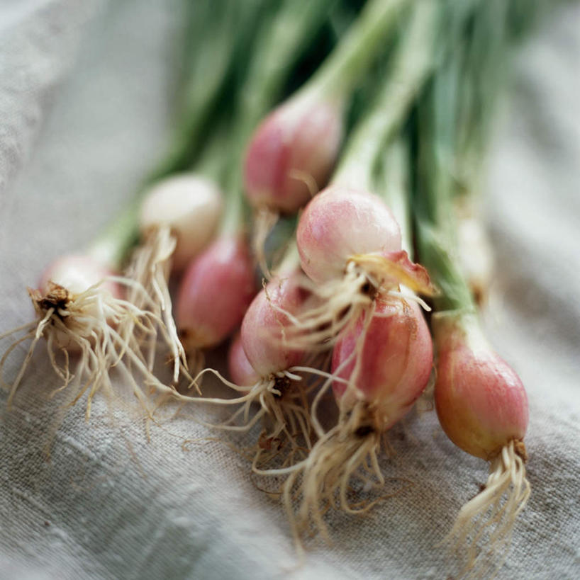 无人,竖图,俯视,室内,特写,白天,餐桌,桌子,蔬菜,洋葱,一排,许多,阴影,朦胧,模糊,新鲜,整齐,光线,影子,食品,根须,很多,食物,排列,有机食品,绿色食品,餐台,队列,圆葱,洋葱头,球葱,彩图,高角度拍摄