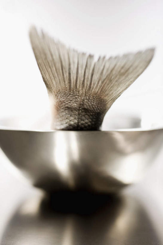 海鲜,无人,竖图,俯视,室内,特写,白天,白色背景,桌面,桌子,一条,阴影,朦胧,模糊,光线,木制,鱼,影子,陶瓷,肉,鱼肉,陶瓷制品,水产,肉类,鱼类,海洋生物,一个,木制品,容器,碗,摄影,影棚,单个,储藏,鲈鱼,储存,水生动物,海产品,水生物,肉食,海底动物,鱼尾,花鲈,鲈板,鲈子鱼,半身,彩图,高角度拍摄,影棚拍摄,拍摄,贮存