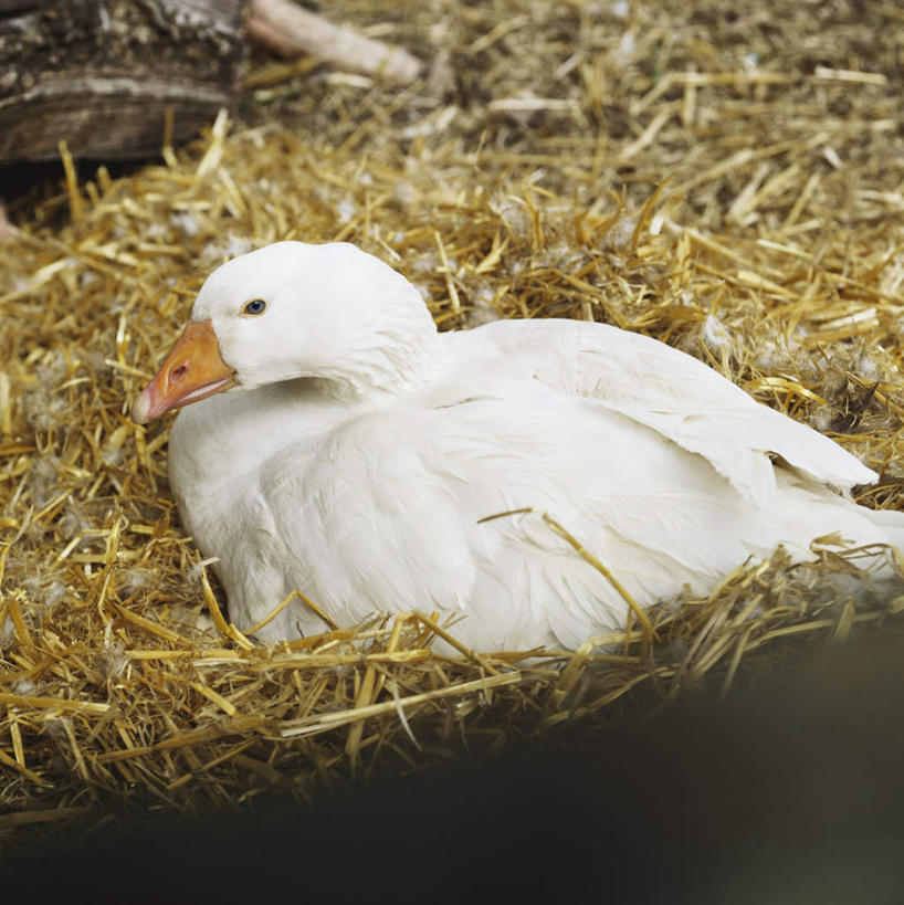 无人,坐,竖图,俯视,室外,特写,白天,鹅,鸟,阴影,反射,鸟类,水鸟,影子,干草,注视,一只,阳光,草垛,观察,看,观看,察看,关注,加拿大鹅,干草垛,坐着,彩图,高角度拍摄,全身