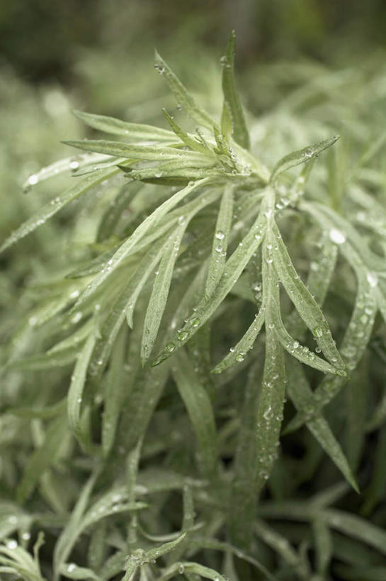 无人,竖图,俯视,室外,特写,白天,水,植物,阴影,朦胧,模糊,反射,液体,影子,水滴,黄草,草药,药草,中药,绿色,阳光,艾草,药材,中草药,中药材,本草,艾蒿,艾绒,遏草,灸草,香艾,医草,彩图,高角度拍摄