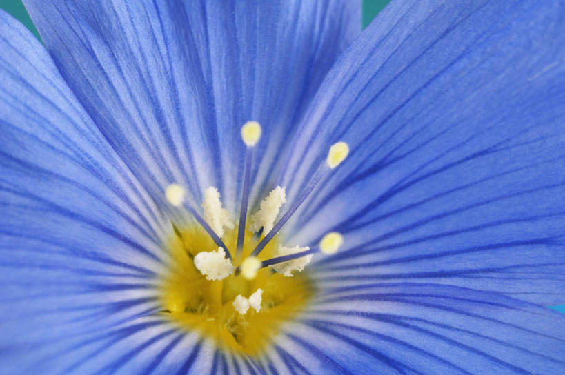 无人,横图,俯视,室内,特写,白天,美景,植物,阴影,朦胧,模糊,盛开,透明,反射,影子,景观,亚麻,花蕾,花,花瓣,花朵,鲜花,一朵,蓝色,自然,花苞,花蕊,景色,自然风光,胡麻,理智,沉静,冷色,纤维作物,油料作物,高深,冷淡,彩图,高角度拍摄