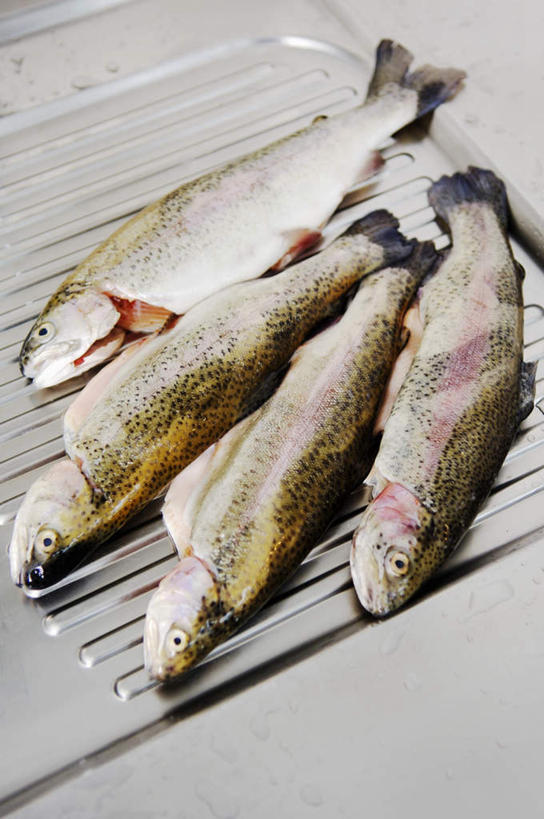 无人,竖图,俯视,室内,特写,白天,鳟鱼,金属制品,一排,阴影,朦胧,模糊,整齐,反射,金属,水槽,影子,水斗,排列,四条,队列,鮅,赤眼鱼,红目鳟,红眼棒,野草鱼,彩图,高角度拍摄