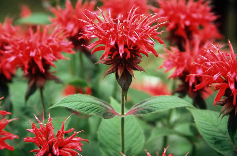 无人,横图,室外,特写,白天,正面,美景,植物,叶子,朦胧,模糊,盛开,纹理,景观,绿叶,花蕾,佛手,花,花瓣,花朵,鲜花,红色,绿色,自然,花苞,花蕊,嫩叶,景色,佛手柑,吉祥,自然风光,肌理,美观,幸运,叶,叶片,叶脉,彩图