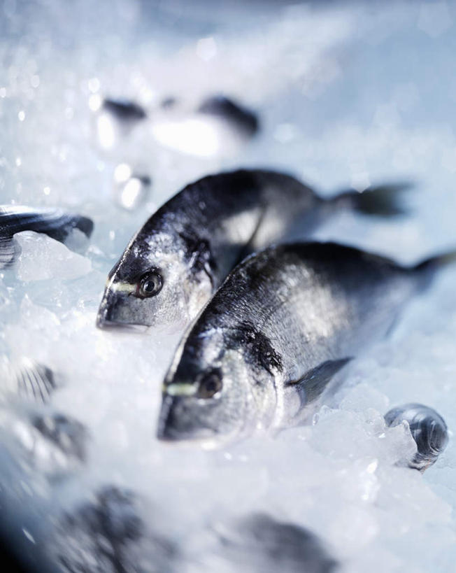 海鲜,无人,竖图,俯视,室内,特写,白天,两条,阴影,光线,影子,冰,冰块,鲷鱼,冷冻,水产,海洋生物,寒冷,冷藏,鲷,加吉鱼,铜盆鱼,真鲷,冰冷,水生动物,海产品,水生物,红鲷,海底动物,班加吉,加真鲷,保鲜,红加吉,彩图,高角度拍摄