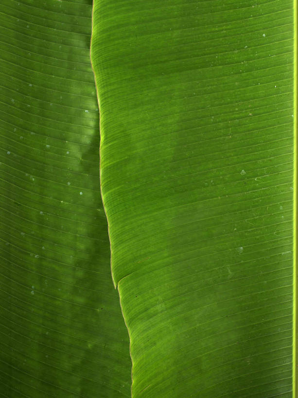 无人,竖图,俯视,室内,特写,白天,叶子,阴影,新鲜,光线,影子,绿叶,芭蕉叶,绿色,嫩叶,青春,生命,和平,安详,冷色,叶,叶片,彩图,高角度拍摄
