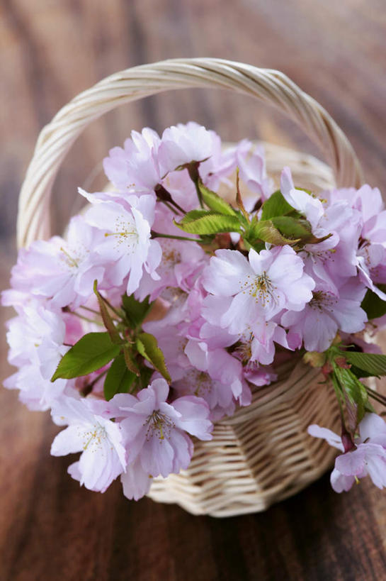 无人,交叉,竖图,俯视,室内,特写,白天,幸福,纯洁,餐桌,桌子,樱花,竹子,叶子,阴影,竹制,朦胧,模糊,盛开,编织,光线,木制,篮子,影子,绿叶,花蕾,花,花瓣,花朵,鲜花,一个,粉色,木制品,竹篮,花苞,花蕊,嫩叶,单个,餐台,等待,竹条,交织,竹制品,生命,仙樱花,福岛樱,青肤樱,高尚,热烈,穿插,叶,叶片,荆桃,彩图,高角度拍摄