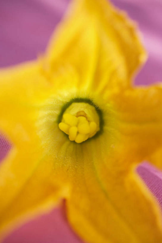 无人,竖图,俯视,室外,特写,白天,阴影,朦胧,模糊,盛开,光线,影子,西葫芦,花蕾,花,花瓣,花朵,鲜花,一个,黄色,阳光,花苞,花蕊,白瓜,单个,茭瓜,彩图,高角度拍摄