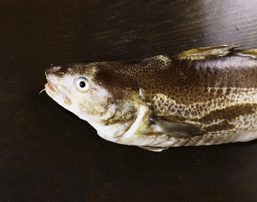 海鲜,无人,横图,俯视,室内,特写,白天,桌面,桌子,一条,阴影,黑色背景,光线,木制,鱼,影子,肉,鱼肉,水产,肉类,鱼类,海洋生物,木制品,摄影,影棚,水生动物,海产品,水生物,肉食,海底动物,鳕鱼,鳘鱼,半身,彩图,高角度拍摄,影棚拍摄,拍摄