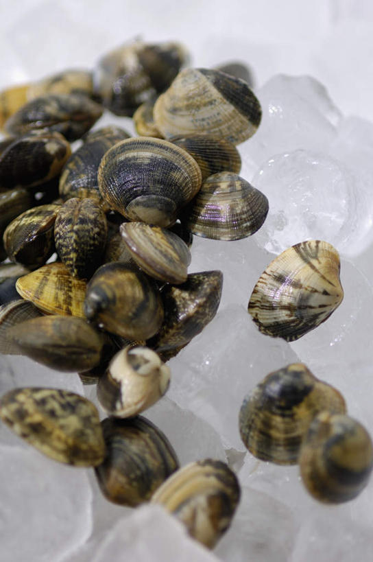 无人,竖图,俯视,室内,特写,白天,桌面,桌子,贝壳,一堆,许多,阴影,堆叠,堆积,光线,木制,影子,冰,冰块,很多,冷冻,木制品,寒冷,冷藏,堆,冰冷,蚌,保鲜,巨蚌,巨蛤,贝类外壳,软体动物外壳,彩图,高角度拍摄