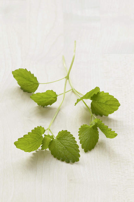 无人,竖图,俯视,室内,特写,白天,白色背景,植物,叶子,阴影,光线,影子,绿叶,草药,药草,中药,绿色,嫩叶,摄影,影棚,药材,中草药,蜜蜂花,中药材,本草,鼻血草,叶,叶片,彩图,高角度拍摄,影棚拍摄,拍摄