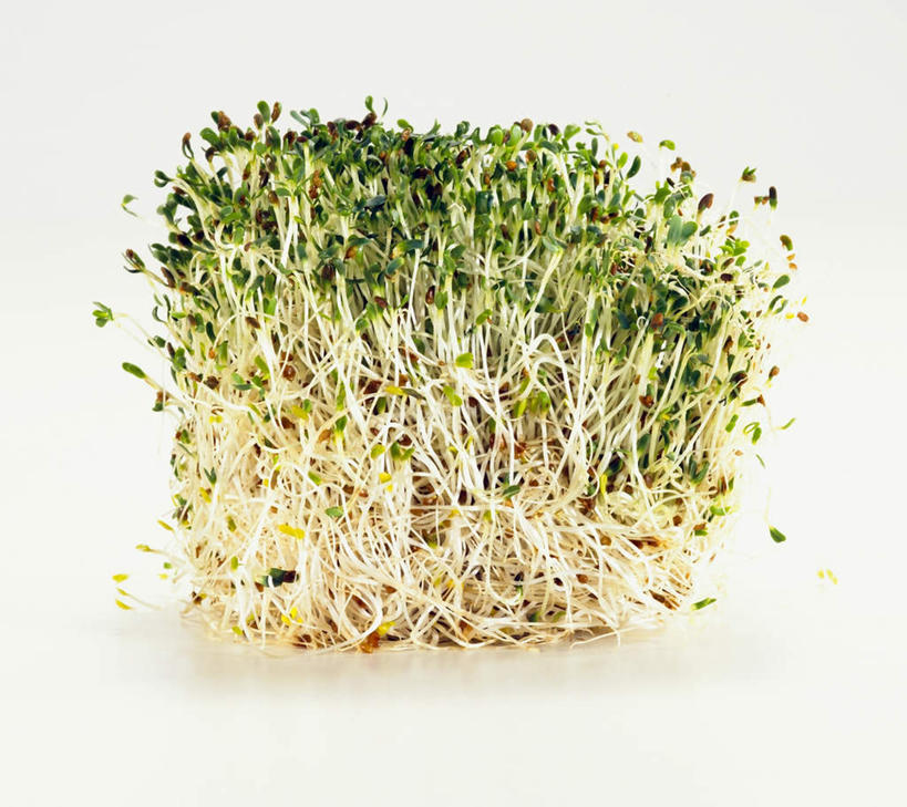 无人,横图,俯视,室内,特写,白天,白色背景,蔬菜,一排,许多,阴影,新鲜,整齐,光线,影子,豆芽,食品,很多,食物,排列,摄影,有机食品,绿色食品,影棚,堆,队列,豆芽菜,紫花苜蓿,苜蓿,芽苗菜,牧草,彩图,高角度拍摄,影棚拍摄,拍摄