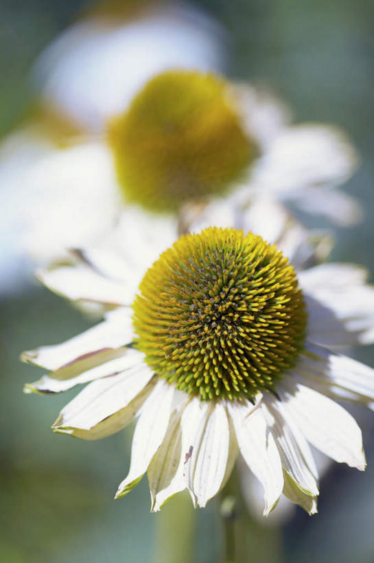 无人,竖图,俯视,室外,特写,白天,阴影,朦胧,模糊,盛开,光线,影子,花蕾,花,花瓣,花朵,鲜花,两朵,黄色,白色,阳光,花苞,花蕊,金花菊,雄蕊,王爷葵,肿柄菊,彩图,高角度拍摄