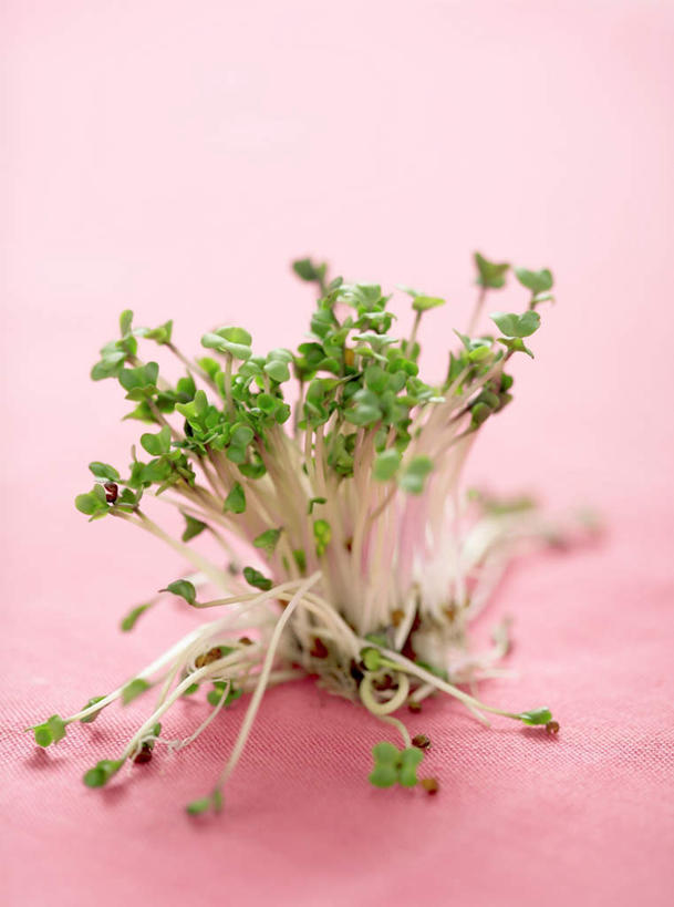 无人,竖图,俯视,室内,特写,白天,蔬菜,阴影,粉色背景,新鲜,光线,影子,食品,食物,有机食品,绿色食品,紫花苜蓿,苜蓿,牧草,紫苜蓿,彩图,高角度拍摄