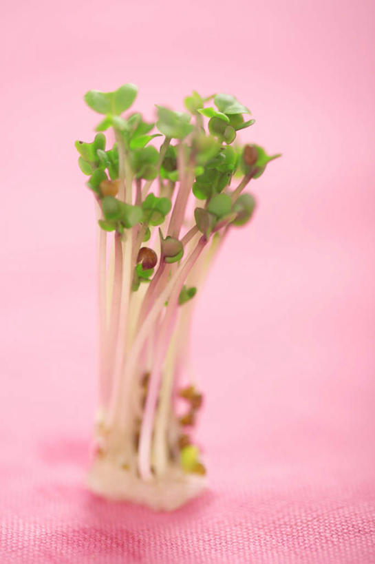 无人,竖图,俯视,室内,特写,白天,蔬菜,阴影,粉色背景,新鲜,光线,影子,食品,食物,摄影,有机食品,绿色食品,影棚,紫花苜蓿,苜蓿,牧草,紫苜蓿,彩图,高角度拍摄,影棚拍摄,拍摄