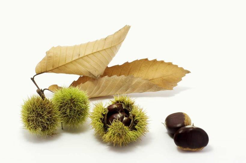 无人,横图,俯视,室内,特写,白天,白色背景,餐桌,桌子,叶子,五个,许多,阴影,反射,影子,板栗,栗子,坚果,绿叶,毛栗子,排列,拨开,嫩叶,摄影,影棚,餐台,毛栗,栗果,栗楔,摆列,叶,叶片,彩图,高角度拍摄,影棚拍摄,拍摄,布列,分列