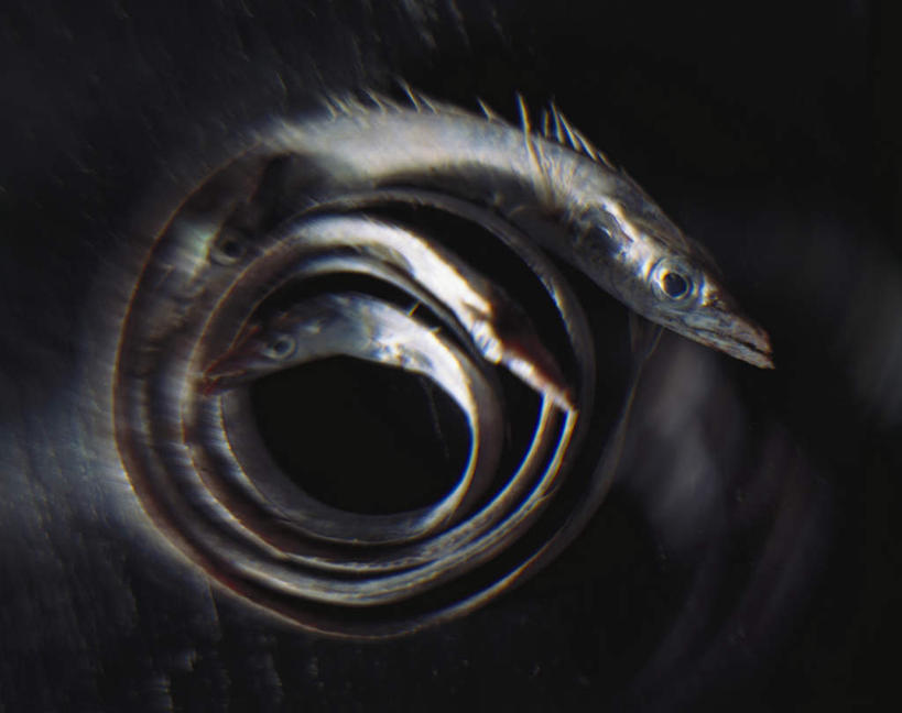 无人,横图,俯视,室内,特写,白天,桌面,桌子,两条,阴影,黑色背景,反射,木制,影子,木制品,趴着,摄影,影棚,针鱼,鱵鱼,单针鱼,姜公鱼,铜吮鱼,针工鱼,针扎鱼,箴鱼,趴,彩图,高角度拍摄,全身,影棚拍摄,拍摄